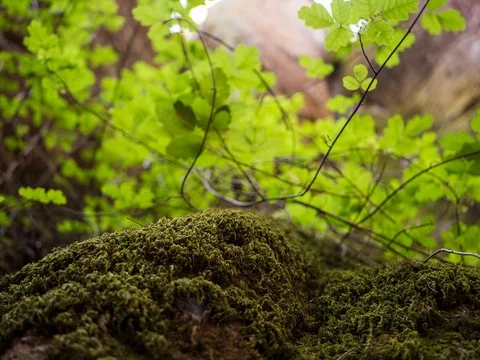 Macro Timelapse of Moss 4.6K Stock Footage 81571135