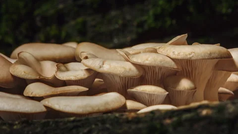 Macro timelapse mushrooms growing between moss-covered pieces of tree bark Stock Footage 322629548