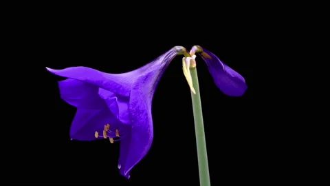 Macro timelapse opening blue Amaryllis Hippeastrum flower Stock Footage 177822162