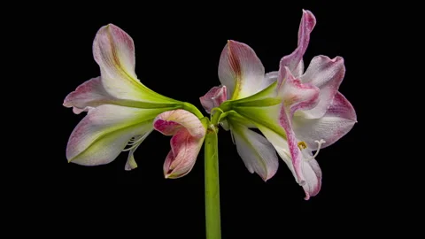 Macro timelapse opening pink Amaryllis Hippeastrum flower, Stock Footage 169580224