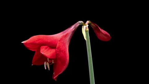 Macro timelapse opening red Amaryllis Hippeastrum flower, Christmas flower on Stock Footage 254730095