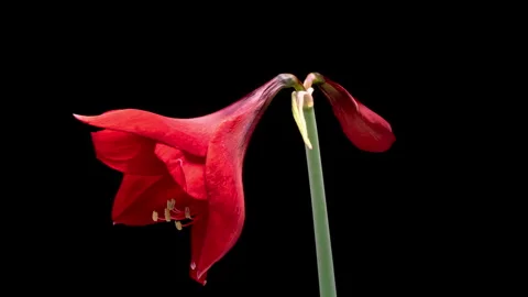 Macro timelapse opening red Amaryllis Hippeastrum flower Stock Footage 293188594