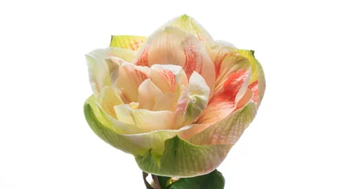 Macro timelapse opening white Amaryllis Hippeastrum flower, (Christmas flower Video stock 145250442