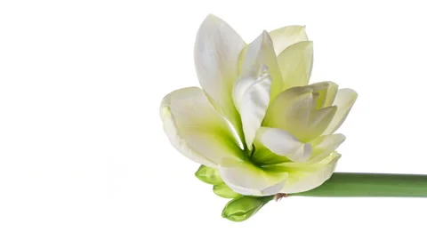 Macro timelapse opening white Amaryllis Hippeastrum flower, Stock Footage 149824258