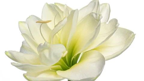 Macro timelapse opening white Amaryllis Hippeastrum flower on white background. Stock Footage 152180713