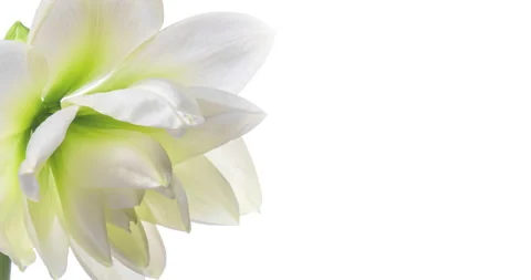 Macro timelapse opening white Amaryllis Hippeastrum flower on white background Stock Footage 171697444