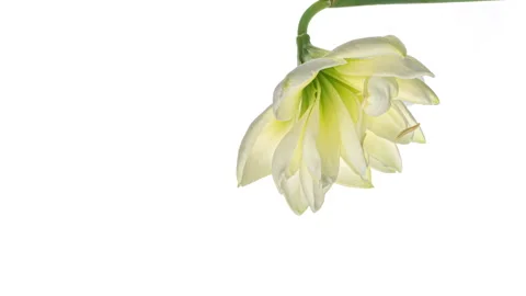 Macro timelapse opening white Amaryllis Hippeastrum floweron white background. Stock Footage 255560103