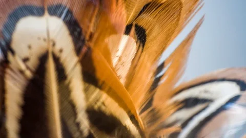 Macro timelapse of pheasant Stock Footage 127840859