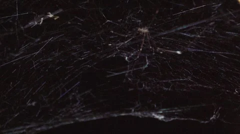 Macro timelapse spider Stock-Footage 7731935