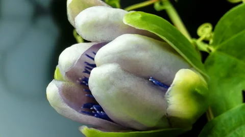 Macro timelapse video of passion flower blooming. Stock Footage 122344396