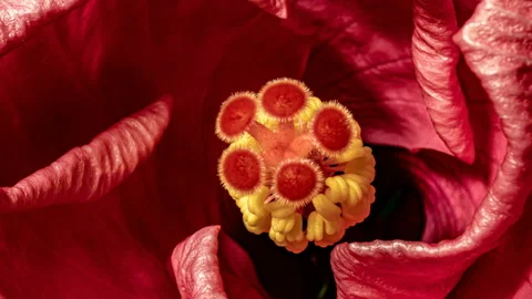Macro timelapse video of pink hibiscus flower blooming on black background. 4K. Stock Footage 125534649