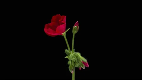 Macro timelapse video of red geranium flowers blooming Stock Footage 121163266