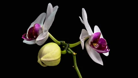 Macro timelapse video of a white-purple Orchid flower blooming. Stock Footage 129421645