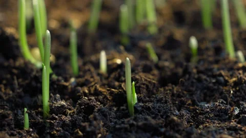 Macro timelapse of wheat germination showing a green sprout emerging from the Stock-Footage 307067249