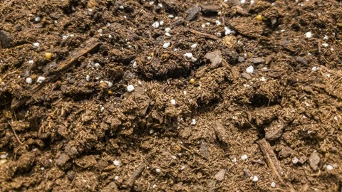 Macro timelapse of wheat growing fast. Stock Footage 126130865