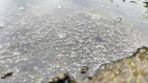 Macro of Tiny Air Bubbles and Foam on Calm Shallow Water Surface Stock Footage 334047413