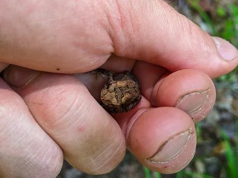 Macro of a Tiny American Toad Nestled in a Persons Hand in the Forest Stock Photos