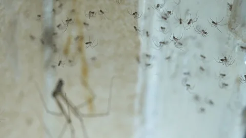 Macro: Tiny baby cellar spiders slowly move legs while adult tends web, Stock Footage 118581918