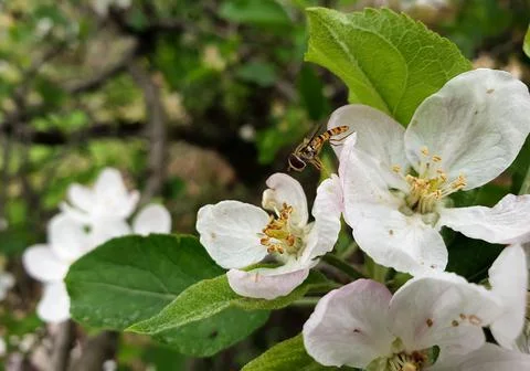 Macro of a tiny bee resting on apple blossom in spring season Stock Photos