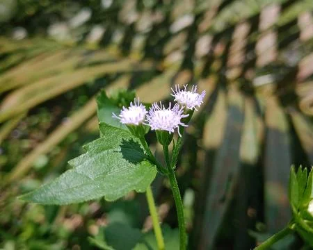 Macro of Tiny Billygoat Weed Blossoms Stock Photos