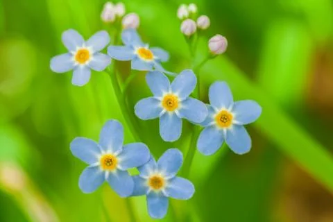 Macro of tiny blue flowers  forget-me-not  and colorful grass background in natu Stock Photos
