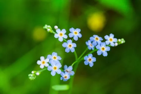 Macro of tiny blue flowers  forget-me-not  and colorful grass background in natu Stock Photos