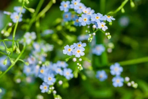Macro of tiny blue flowers  forget-me-not  and colorful grass background in natu Stock Photos