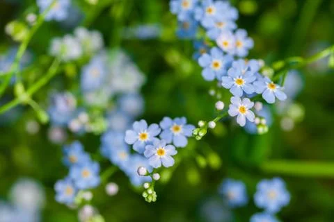 Macro of tiny blue flowers  forget-me-not  and colorful grass background in natu Stock Photos