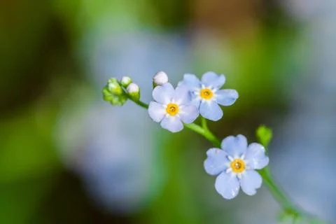 Macro of tiny blue flowers  forget-me-not  and colorful grass background in natu Stock Photos