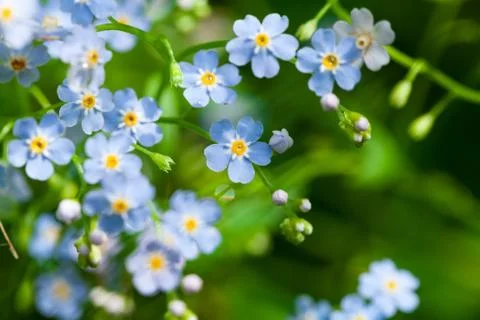 Macro of tiny blue flowers  forget-me-not  and colorful grass background in natu Stock Photos
