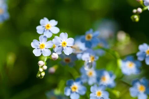 Macro of tiny blue flowers  forget-me-not  and colorful grass background in natu Stock Photos