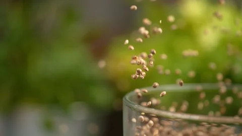 MACRO: Tiny brown seeds blast out of a glass container of a kitchen appliance. Video stock 103363438