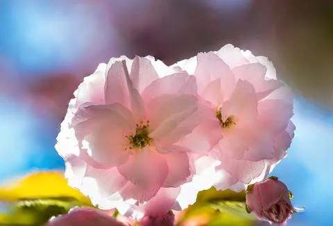 A macro of a tiny cherry blossom in the spring Stock Photos