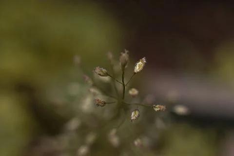 Macro of tiny flowers against blurry background Foto stock