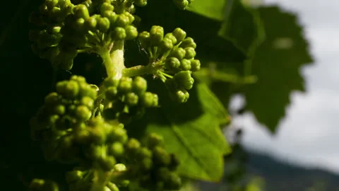 Macro of Tiny Grapes, clip 1 Stock Footage 151101791
