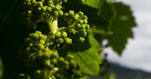 Macro of Tiny Grapes, clip 1 Stock Footage 151101827
