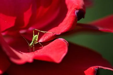 Macro of tiny green grasshopper on red rose Stock Photos