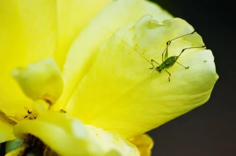 Macro of tiny green grasshopper on yellow flower Foto stock