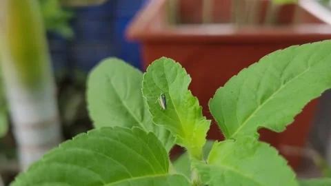 Macro of Tiny Leafhopper Resting on Green Holy Basil Leaf Vídeos de archivo 337546753