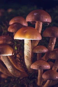 Macro of tiny mushrooms growing in forest Stock Photos