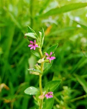 Macro of tiny purple Cuphea carthagenensis flowers blooming Stock Photos