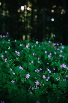 Macro of Tiny Purple Wildflowers in the Forest Among Lush Green Foliage Stock Photos