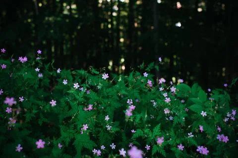 Macro of Tiny Purple Wildflowers in the Forest Among Lush Green Foliage Stock Photos