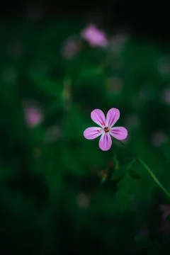 Macro of Tiny Purple Wildflowers in the Forest Among Lush Green Foliage Foto stock