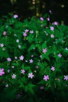 Macro of Tiny Purple Wildflowers in the Forest Among Lush Green Foliage Stock Photos