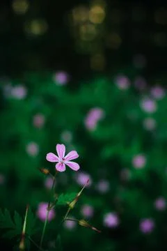 Macro of Tiny Purple Wildflowers in the Forest Among Lush Green Foliage Foto stock