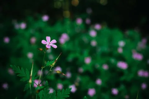 Macro of Tiny Purple Wildflowers in the Forest Among Lush Green Foliage Stock Photos