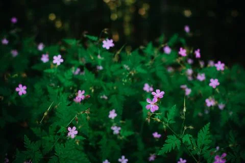 Macro of Tiny Purple Wildflowers in the Forest Among Lush Green Foliage Stock Photos