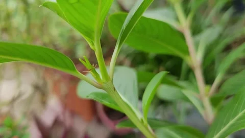 Macro of Tiny Red Ants Foraging on Bright Green Plant Stem 库存影片 337546756