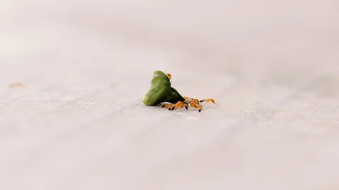 Macro of Tiny Red Pharaoh Ants Working Together. Team Work Concept. 動画素材 129330596